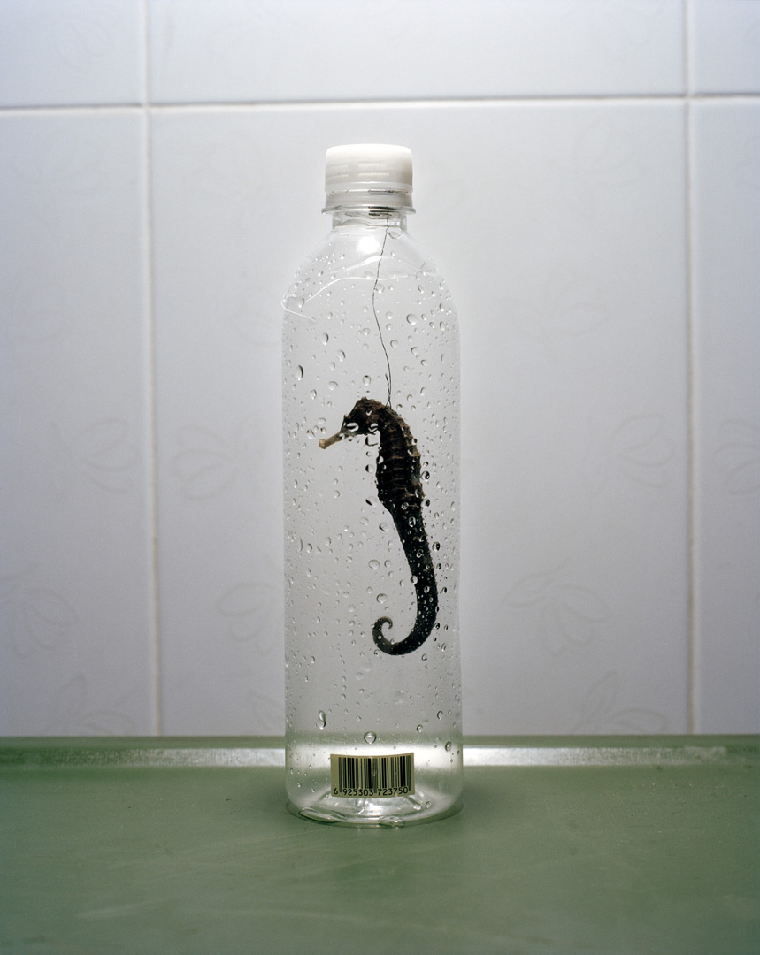 Scheeren Jaap Seahorse is Suppose to be Very Good for a Man's Potency So 2010