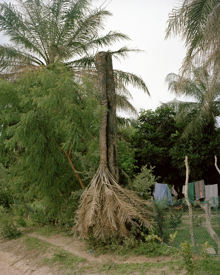 Scheeren Jaap The Depressive Palmtree (The Day After I Stopped Talking) 2010